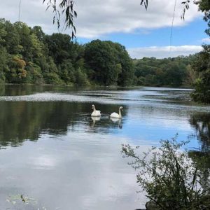 two swans on Van Courtlandt lake
