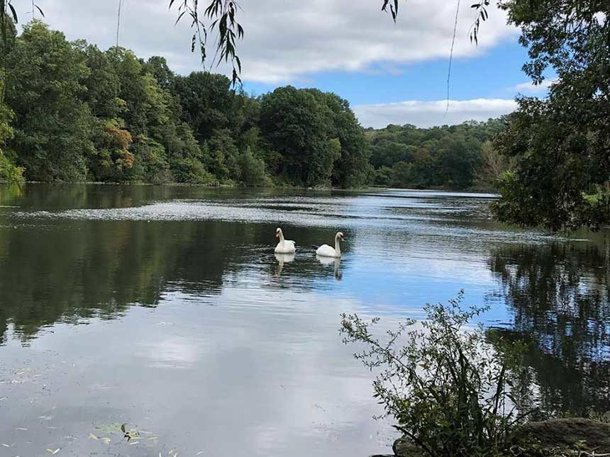 two swans on Van Courtlandt lake