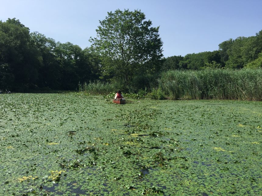 A person is paddling a canoe in a pond full of water lilies.