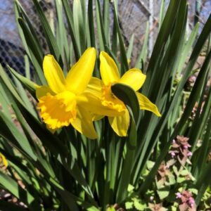 Two yellow daffodils are growing in front of a fence.