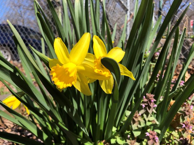 Two yellow daffodils are growing in front of a fence.