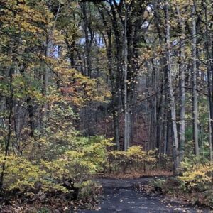Reflections and Recommendations on Safe Usage of Van Cortlandt Park