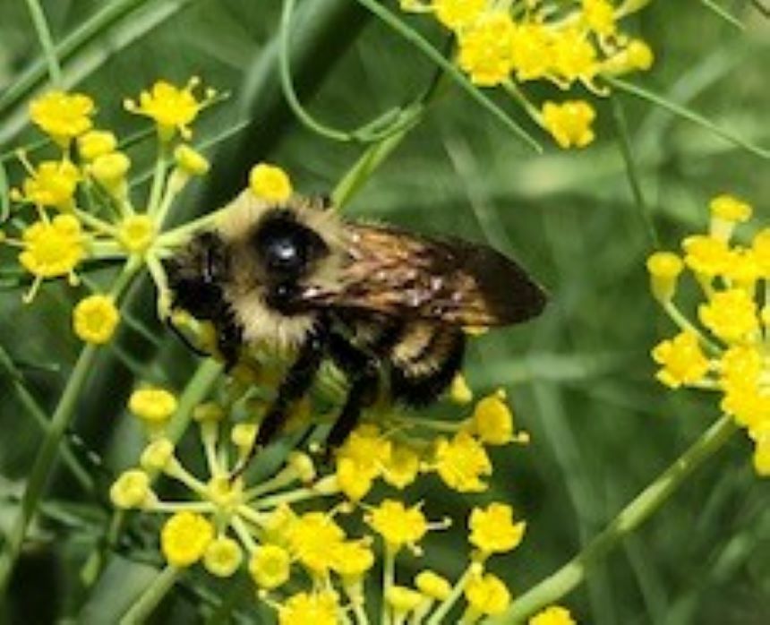 Bumble bee on fennel flowers in the Van Cortlandt Park Alliance garden
