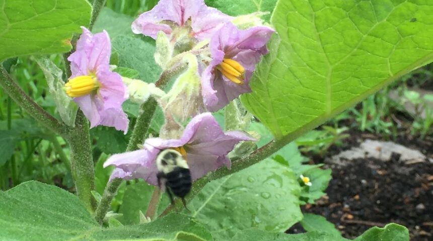 Honey bee visiting a flower from an eggplant at Van Cortlandt Park Alliance Garden and Compost Site.