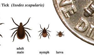 Understand Tick Biology is Important to Staying Safe