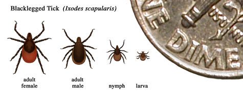 Understand Tick Biology is Important to Staying Safe
