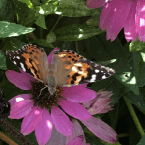 Painted lady butterfly on echinecea flower.