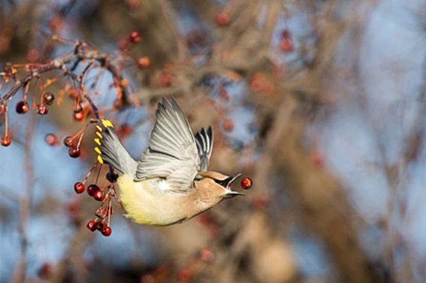 A bird flies away from a branch with berries on it.
