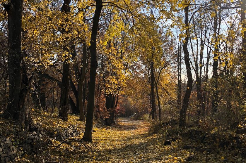 A path lined with yellow leaves in a wooded area.