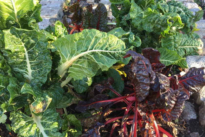 Kale, beets, radishes and other vegetables growing in a garden.