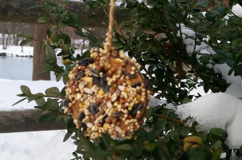 A bird feeder hanging from a tree in the snow.