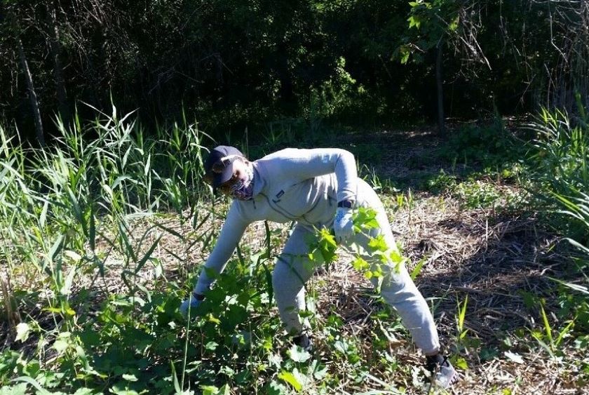 A man wearing a mask and gloves is weeding a field.