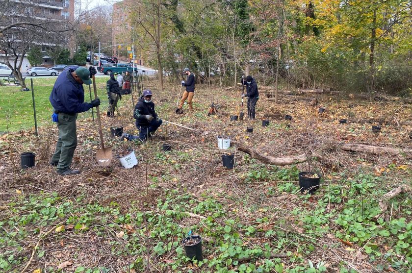 A group of people are planting trees in a wooded area.
