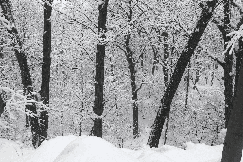 A black and white photo of a snow covered forest.