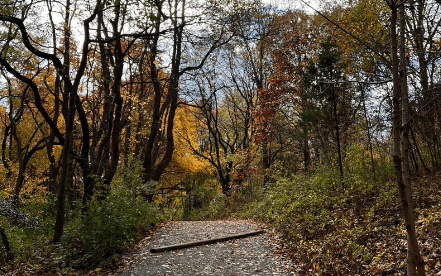 A path through a wooded area in the fall.