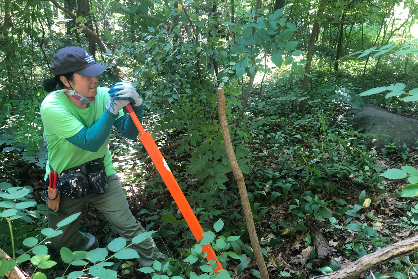 A woman in a green shirt working in the woods.