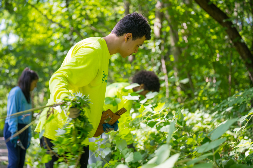 A group of people picking up plants in a wooded area.