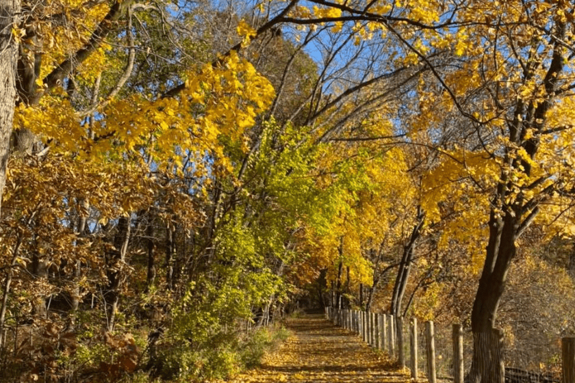 A path lined with yellow leaves in a wooded area.