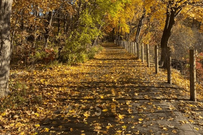A path with yellow leaves on it.