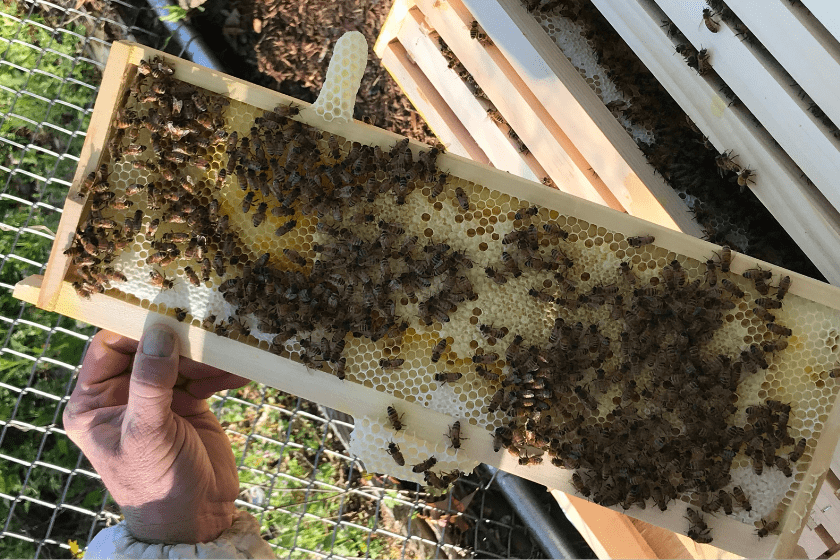 A person holding a frame of bees in a hive.