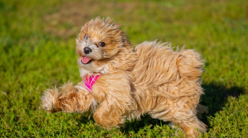 A small brown dog running in the grass.