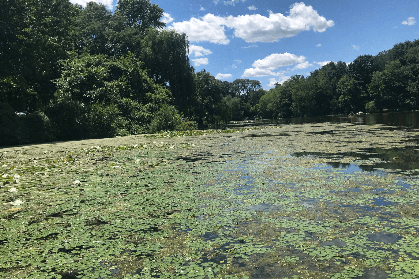 A lake with lily pads and trees in the background.