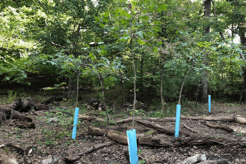 A group of trees in a wooded area.