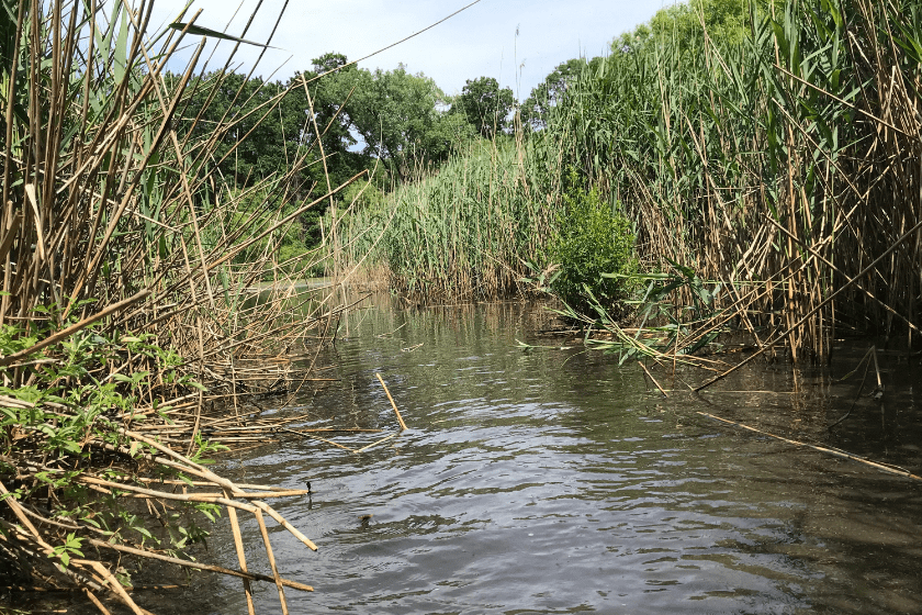 A river with a lot of reeds in it.