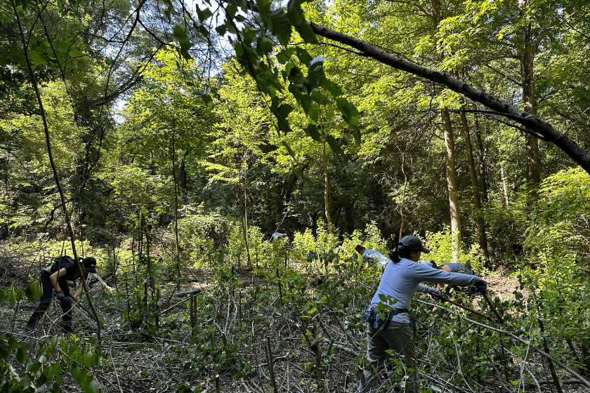 A group of people working in the woods.