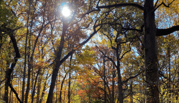 The sun shines through the trees in a wooded area.