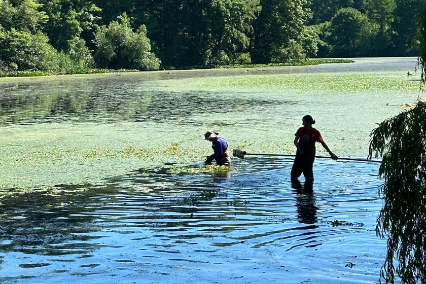 People in waders in a pond with plants growing on the surface.