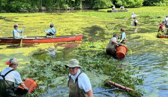 People in waders and boats in a pond removing plants. from the surface.