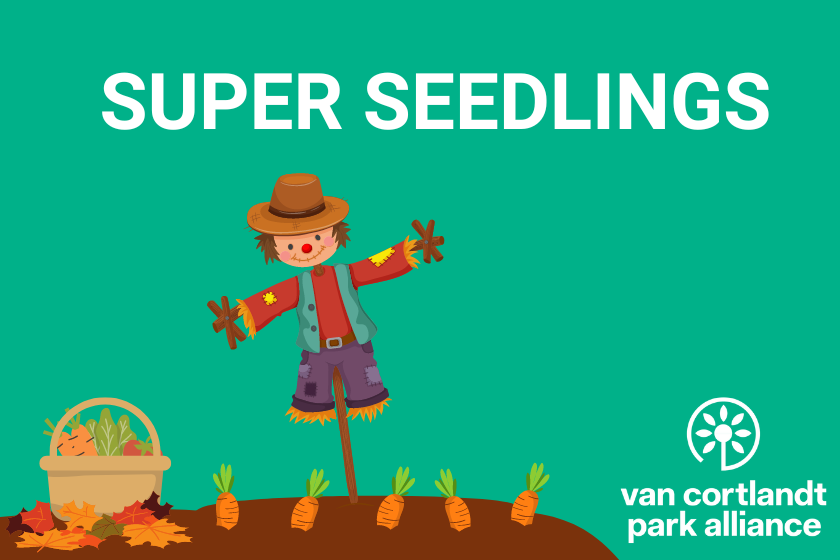 A cute drawing of a scarecrow with the title Super Seedlings.