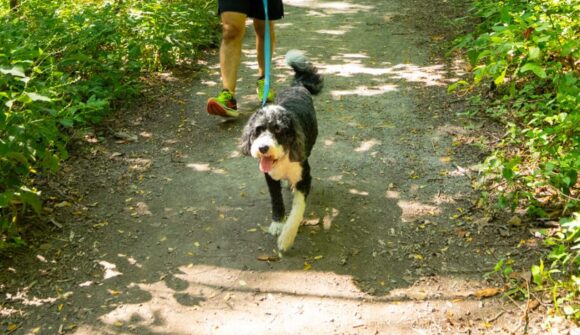 A black and white medium size dog being walked on a leash on a trail in a park