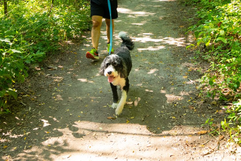 A black and white medium size dog being walked on a leash on a trail in a park