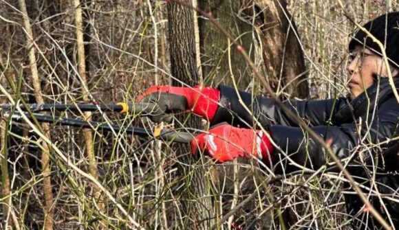 A person with loppers cutting down vines in an overgrown area.