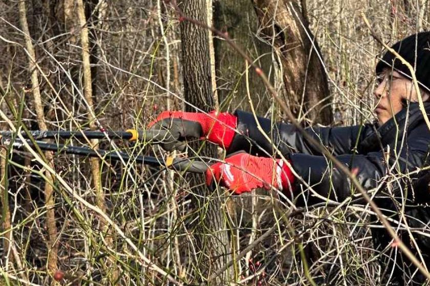 A person with loppers cutting down vines in an overgrown area.