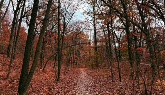 A trail in the forest in the fall with red and orange leaves on the ground.