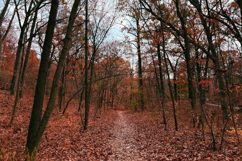 A trail in the forest in the fall with red and orange leaves on the ground.