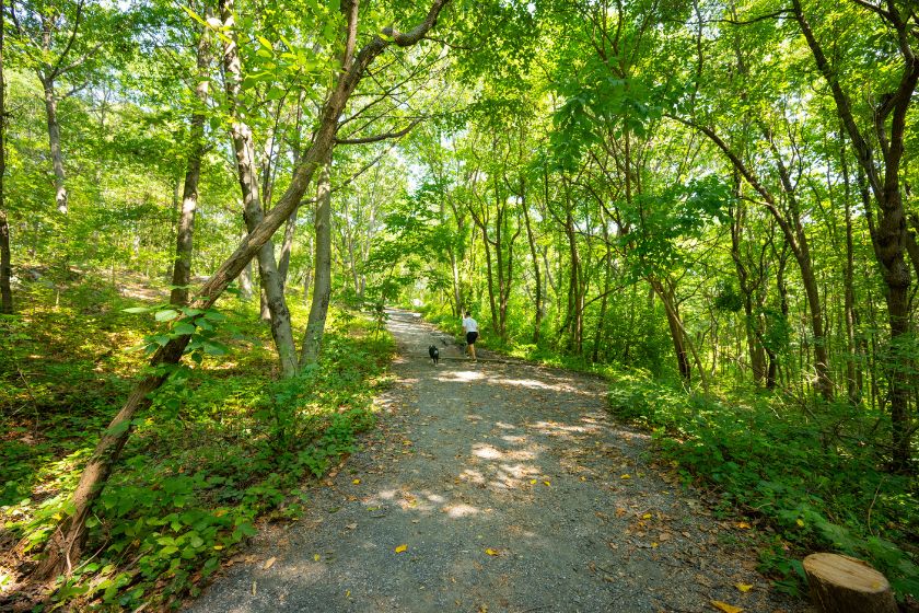 A stone dust trail in the woods with trees with green leaves on both sides.