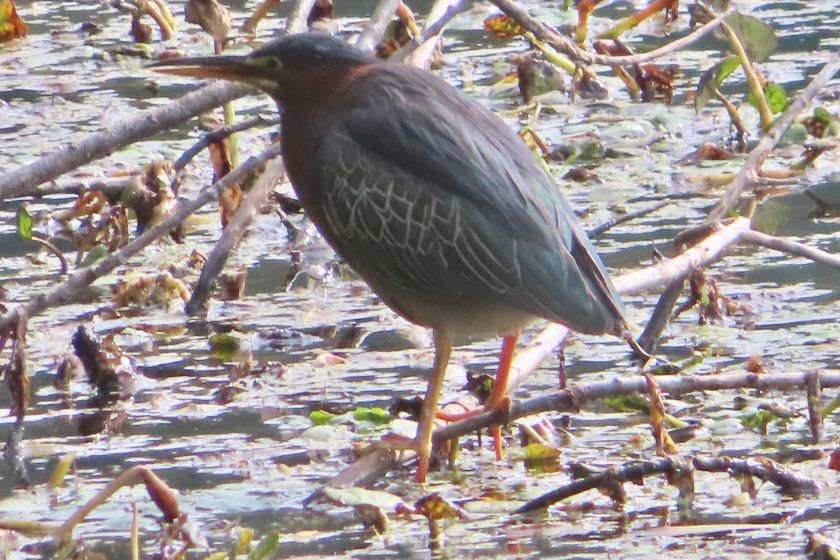 A black crowned night heron standing in water