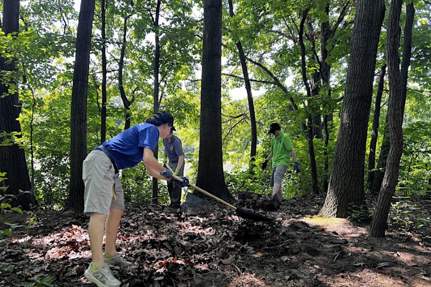 A person in a blue shirt and khaki shorts with a rake in the woods