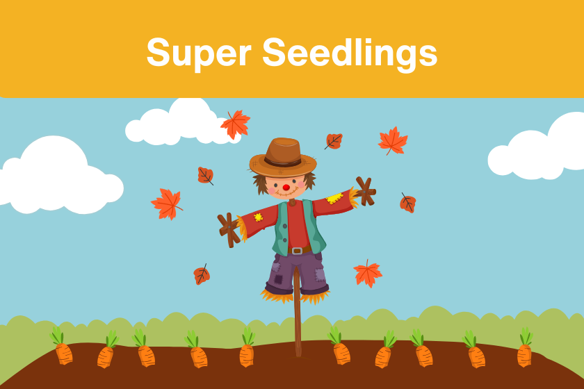 a cartoon scarecrow with leaves floating around it in a field with the words Super Seedlings