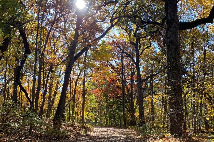A picture of trees in autumn with leaves in red, orange and yellow and a dirt trail.