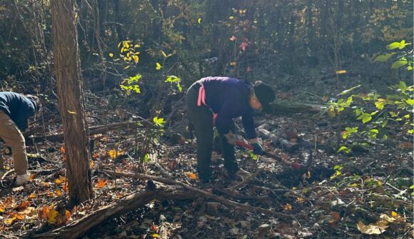 A person wearing a hat and holding a pick mattock bending over to try to remove a plant from the ground.
