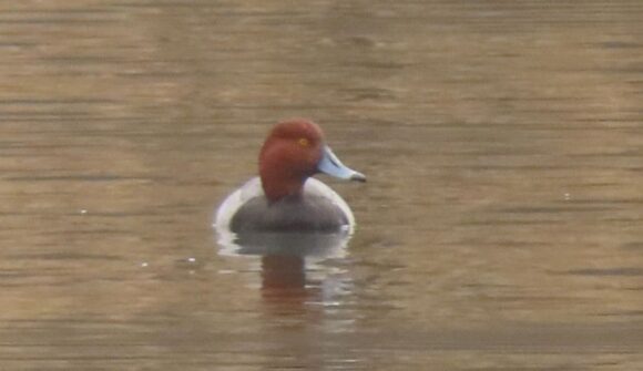 A photo of a male redhead duck in a body of water.
