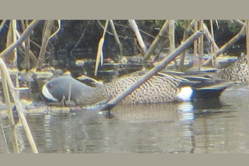 A blue winged teal (duck) in water with vegetation.