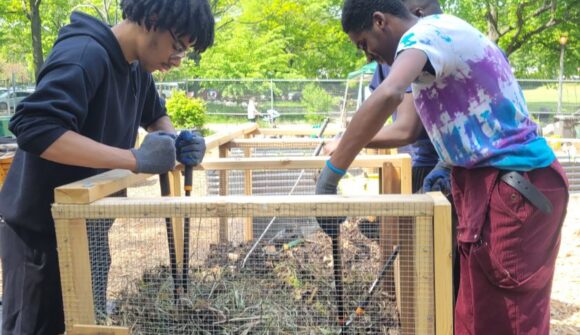 Two young men with loopers cutting plants in a wired bin.