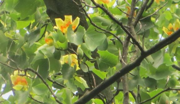 Yellow and orange flowers of a tuliptree among the branches and leaves.