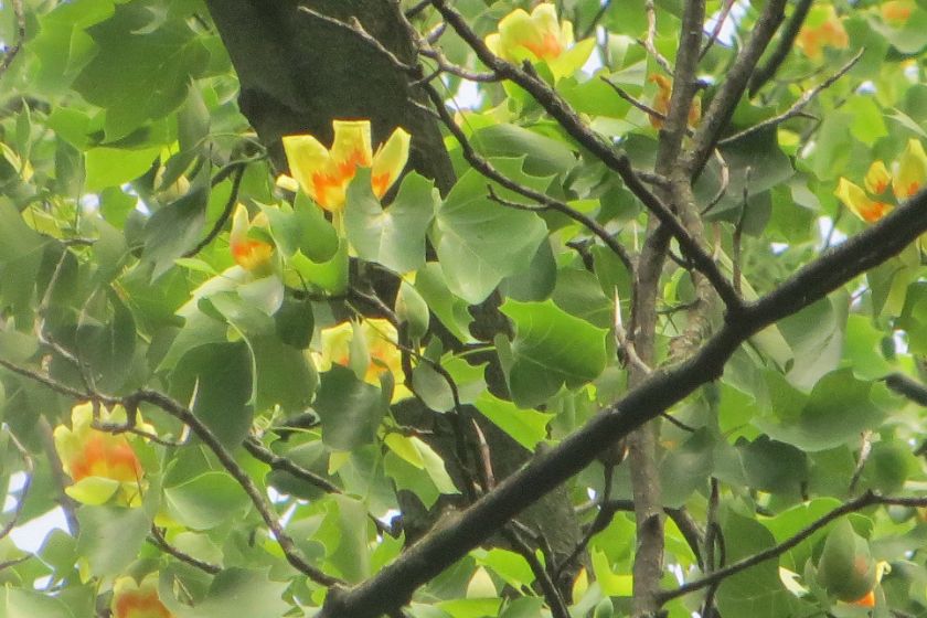 Yellow and orange flowers of a tuliptree among the branches and leaves.